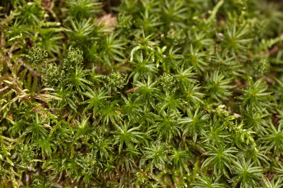 Atrichum altecristatum